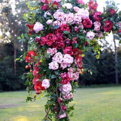 Arbour with Flow Roses